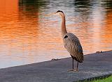 Heron In Sunrise Glow_24292-5